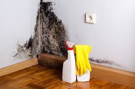 Best Water Damage & Mold Remediation in USA